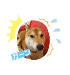 柴犬ロコ（個別スタンプ：6）