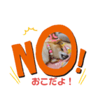 柴犬ロコ（個別スタンプ：7）
