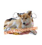柴犬ロコ（個別スタンプ：8）