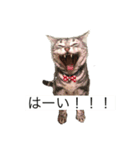 きりまるとこまち1（猫）（個別スタンプ：1）
