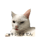 きりまるとこまち1（猫）（個別スタンプ：2）