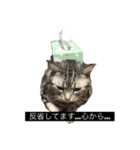 きりまるとこまち1（猫）（個別スタンプ：5）