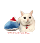 きりまるとこまち1（猫）（個別スタンプ：6）