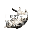 きりまるとこまち1（猫）（個別スタンプ：7）