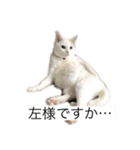 きりまるとこまち1（猫）（個別スタンプ：8）