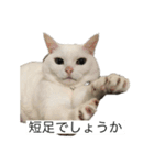 きりまるとこまち1（猫）（個別スタンプ：9）