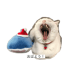 きりまるとこまち1（猫）（個別スタンプ：13）