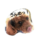 まみーねね（個別スタンプ：1）