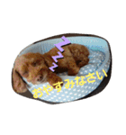 まみーねね（個別スタンプ：27）