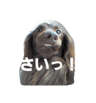 まみーねね（個別スタンプ：30）