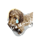 まみーねね（個別スタンプ：31）