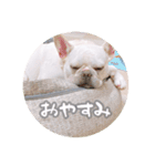 我が家のフレブルだいず君（個別スタンプ：3）