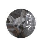 我が家のフレブルだいず君（個別スタンプ：4）