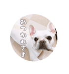我が家のフレブルだいず君（個別スタンプ：12）