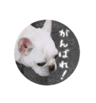 我が家のフレブルだいず君（個別スタンプ：20）