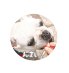 我が家のフレブルだいず君（個別スタンプ：30）