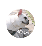 我が家のフレブルだいず君（個別スタンプ：39）