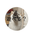 しばとはな（個別スタンプ：1）