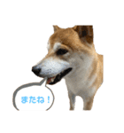 しばとはな（個別スタンプ：9）
