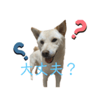 しばとはな（個別スタンプ：18）