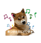 しばとはな（個別スタンプ：20）