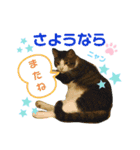 にやんこ（個別スタンプ：1）