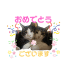 にやんこ（個別スタンプ：2）