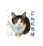 にやんこ（個別スタンプ：3）
