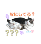 にやんこ（個別スタンプ：4）