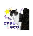 にやんこ（個別スタンプ：5）