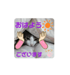 にやんこ（個別スタンプ：11）