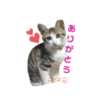 にやんこ（個別スタンプ：15）
