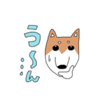 柴犬と狆（個別スタンプ：13）