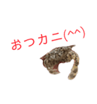 砂浜の叫び。（個別スタンプ：16）