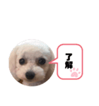 ゆきとぎんのスタンプ（個別スタンプ：1）