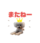 ゆきとぎんのスタンプ（個別スタンプ：8）