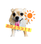 ロングコートチワワのにこ（個別スタンプ：1）