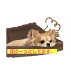 ロングコートチワワのにこ（個別スタンプ：3）