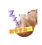 ロングコートチワワのにこ（個別スタンプ：8）