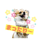 ロングコートチワワのにこ（個別スタンプ：10）