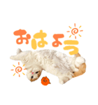 癒しのあまこ（個別スタンプ：3）