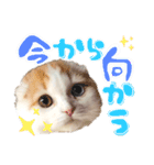 癒しのあまこ（個別スタンプ：8）