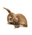 いい子なナッツ（個別スタンプ：3）