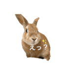 いい子なナッツ（個別スタンプ：5）