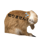 いい子なナッツ（個別スタンプ：6）