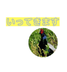 pheasant 雉（個別スタンプ：1）