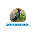 pheasant 雉（個別スタンプ：11）