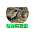 pheasant 雉（個別スタンプ：14）