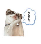 ぼく、ぷーすけ2（個別スタンプ：2）