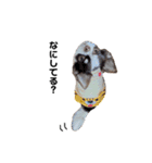 ぼく、ぷーすけ2（個別スタンプ：23）